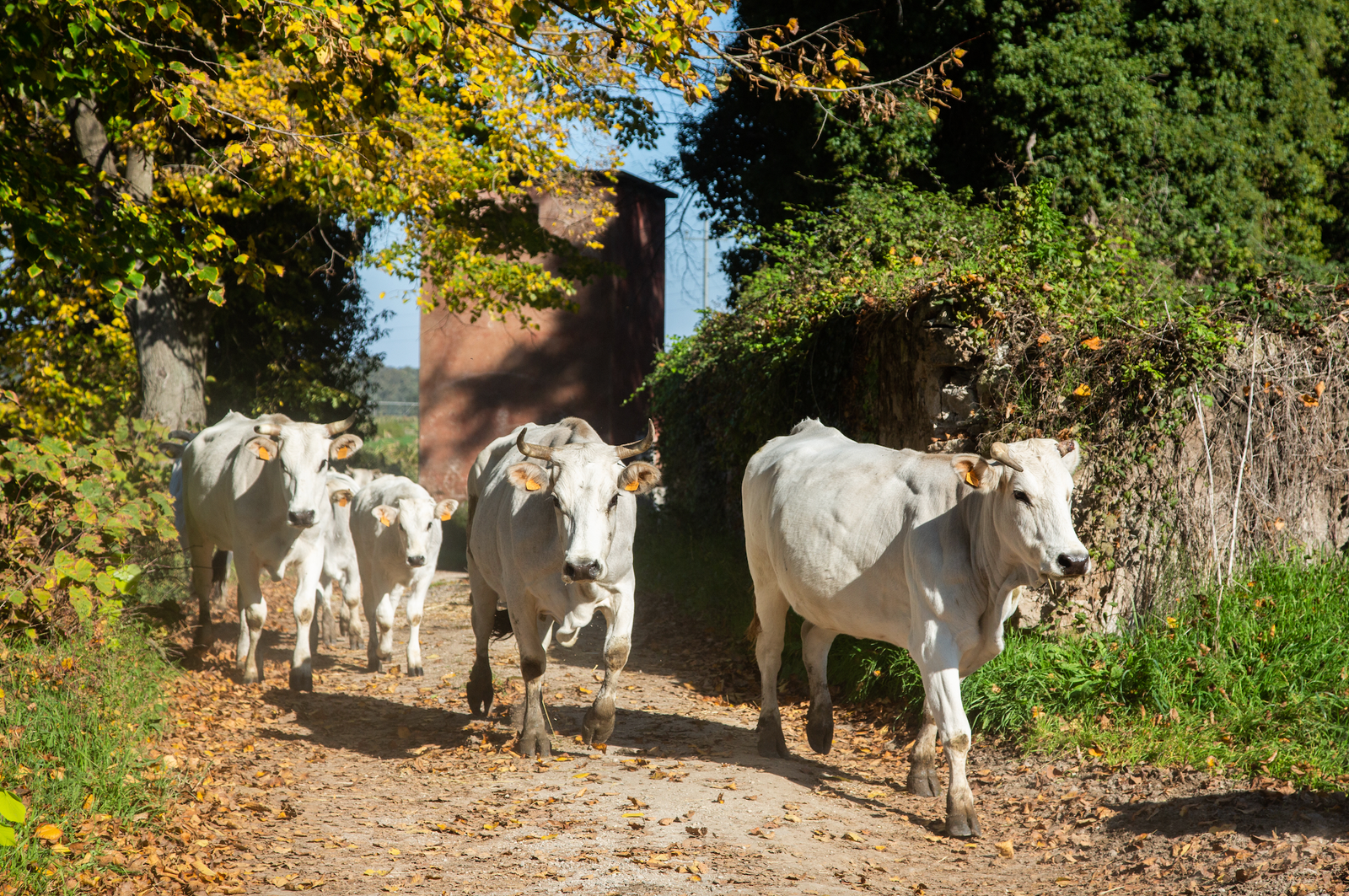 a-pochi-km-dal-raccordo-anulare-di-roma-apre-il-nuovo-punto-vendita-solaria-azienda-agricola-boccea