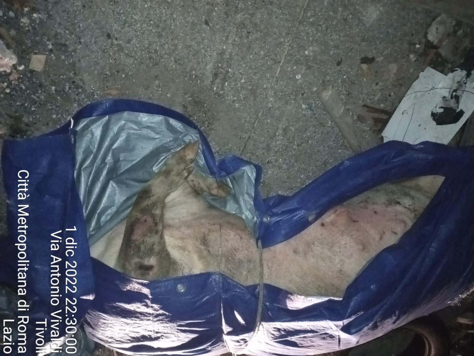 tivoli-–-“zozzoni”-a-cesurni,-maiale-morto-abbandonato-in-strada-–-tiburno-tv