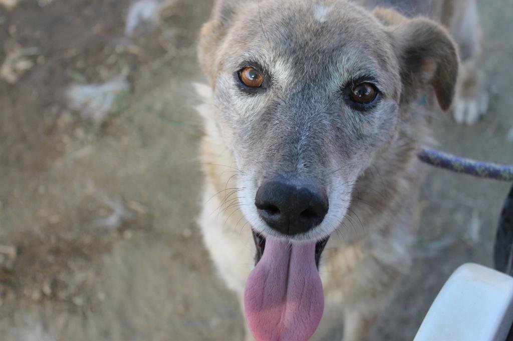 natale:-dall’ucraina-a-roma,-l’iniziativa-per-aiutare-24-cani-salvati-dalla-guerra