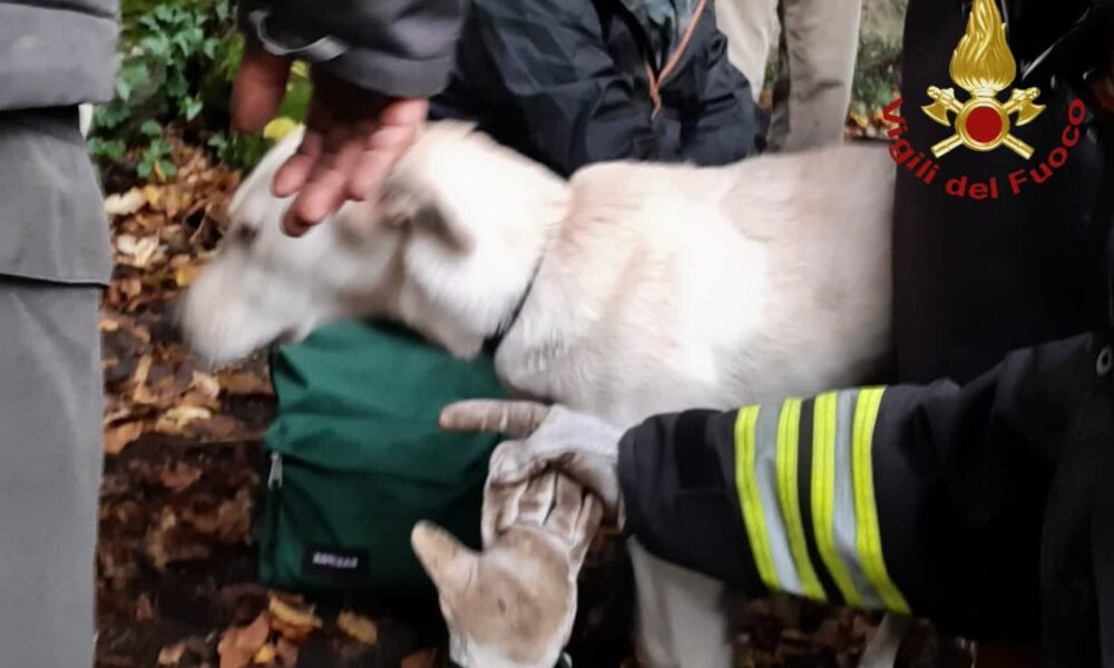precipitano-in-un-dirupo-e-rischiano-di-morire:-salvati-due-cagnolini
