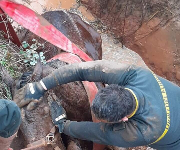 santa-marinella,-cavallo-cade-in-un-dirupo:-salvo