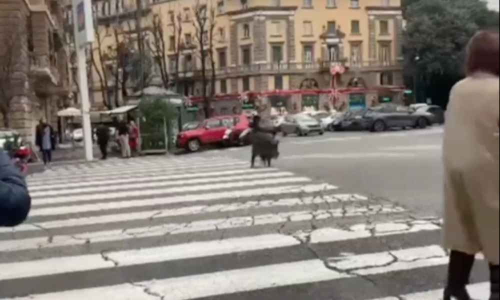 roma,-cinghiale-e-pedone-attraversano-insieme-sulle-strisce-a-piazza-mazzini:-paura-per-entrambi-(video)