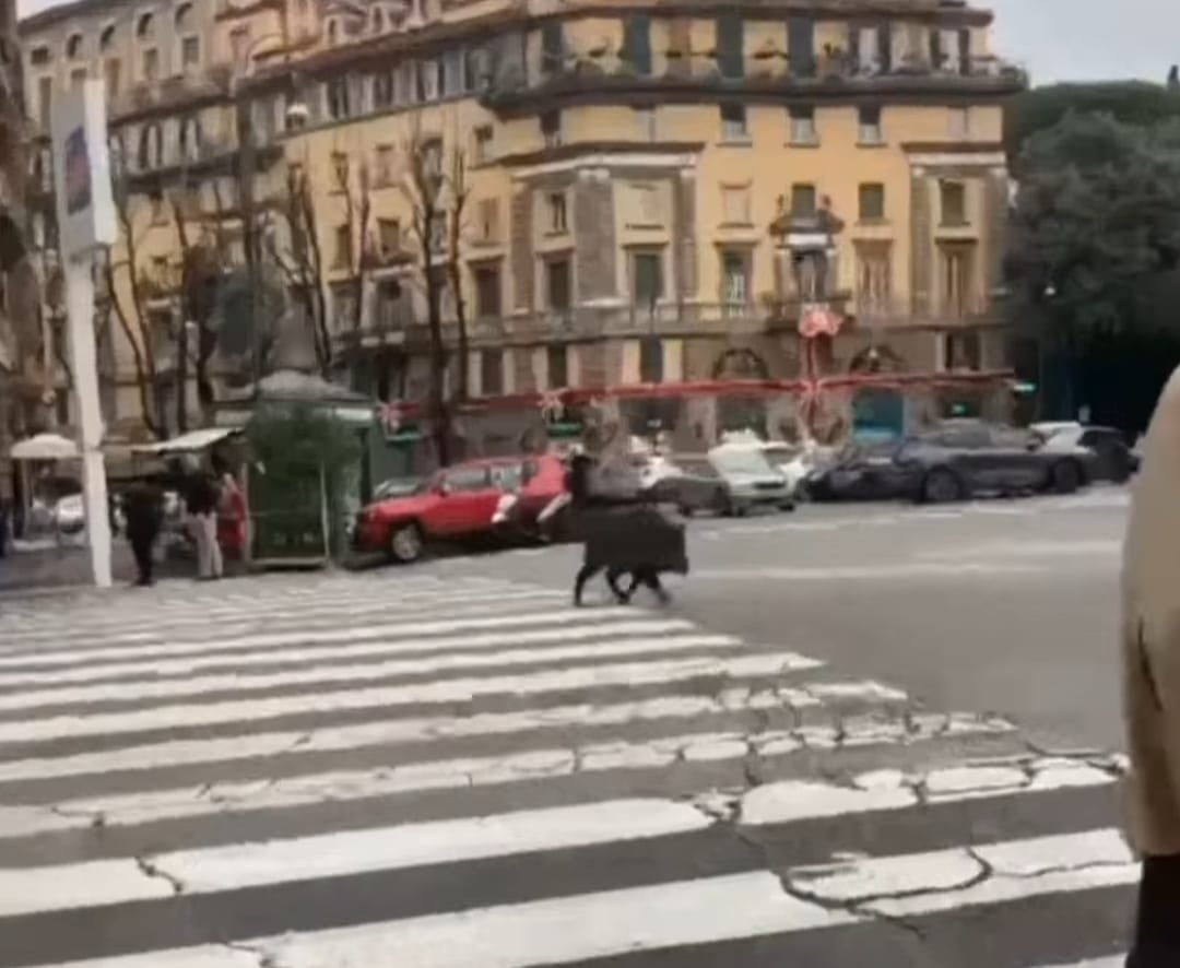 i-cinghiali-di-roma-conquistano-piazza-mazzini
