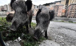 dal-cassonetto-alla-tavola:-ecco-la-norma-mangia-cinghiali