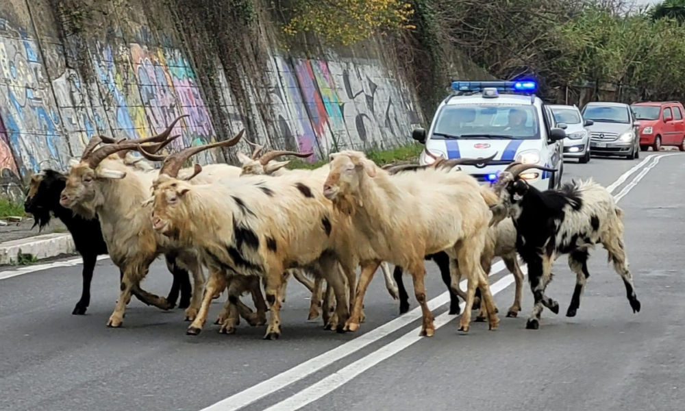 roma,-caprone-si-scaglia-contro-un’auto:-ferita-una signora