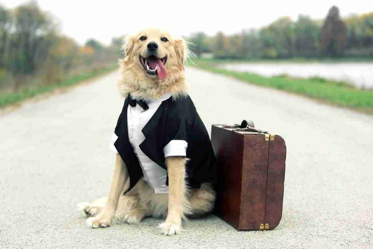 viaggi-gratis-con-il-proprio-animale:-l'offerta-da-non-lasciarsi-sfuggire