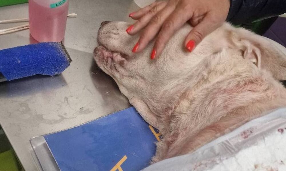roma,-i-cani-si-azzuffano,-il-padrone-accoltella-il-cane-‘rivale’-e-lo-uccide,-poi-scappa:-«giustizia-per-aron»