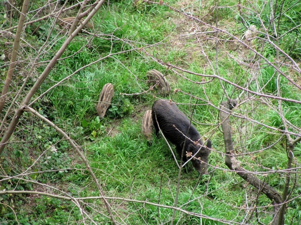 piglio,-coltivazioni-a-rischio-a-causa-dei-tanti-cinghiali
