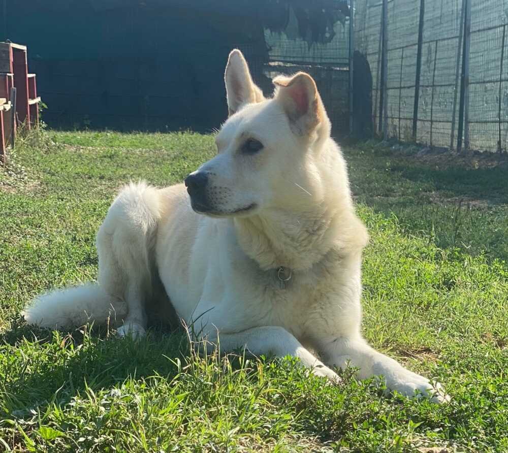 dotto,-tornato-in-canile-dopo-una-settimana-d'adozione-cerca-una-nuova-casa:-e-buonissimo-•-terzo-binario-news