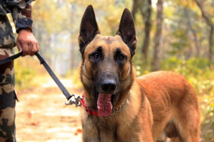 guidonia-–-smarrisce-il-cane-e-lo-cerca-su-facebook,-multa-da-500-euro-–-tiburno-tv