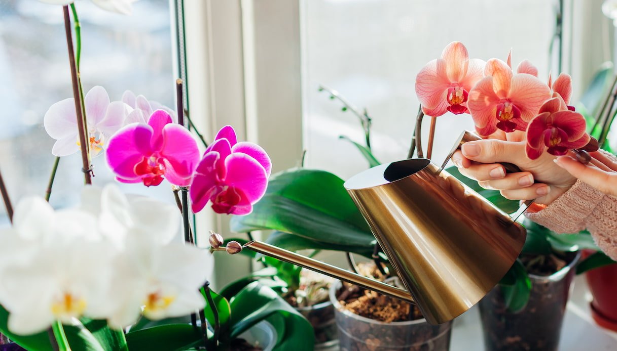 come-curare-le-orchidee