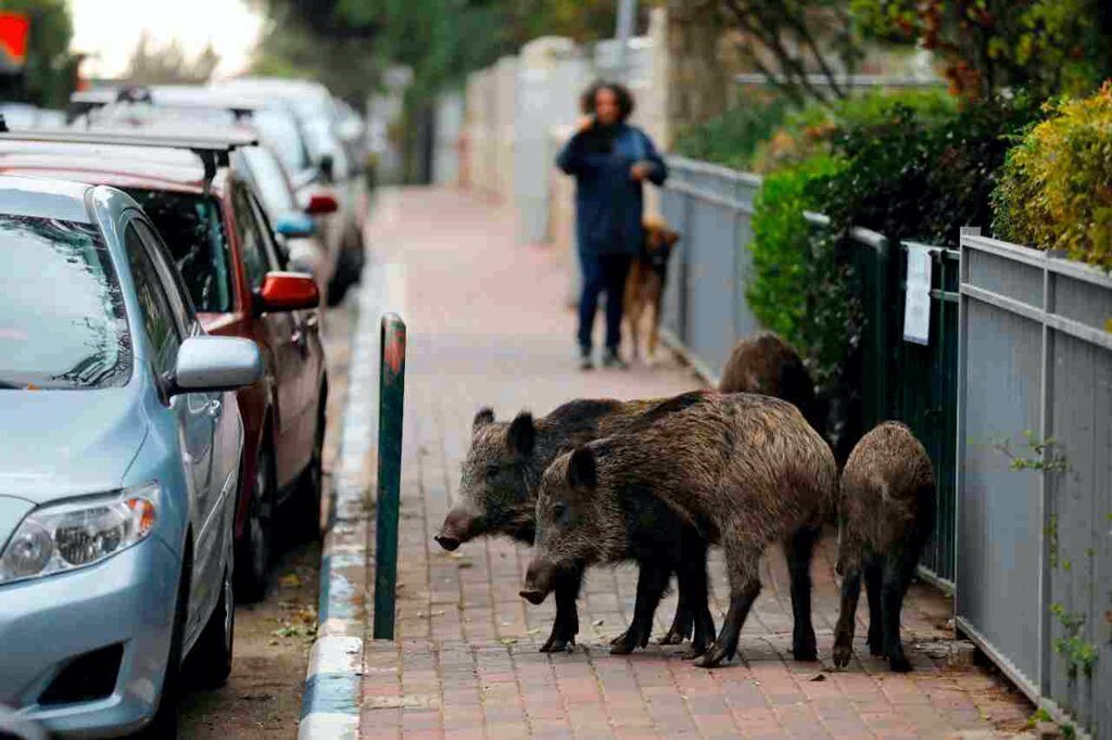 cinghiali-a-roma,-animalisti-sulle-barricate:-“pronti-a-fare-da-scudi-umani”