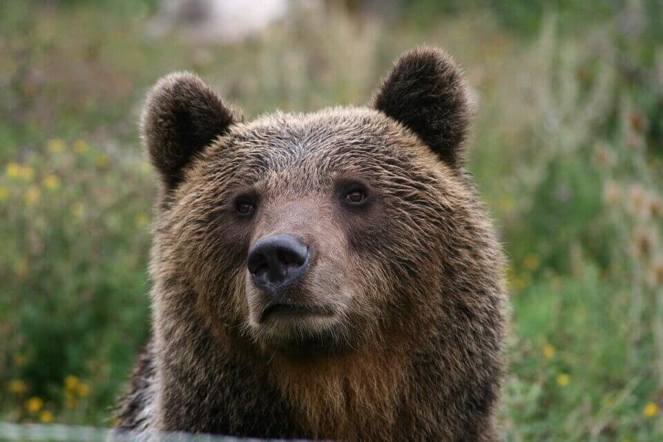 morto-investito-juan-carrito,-l'orso-esuberante-(il-video)-–-tiburno-tv