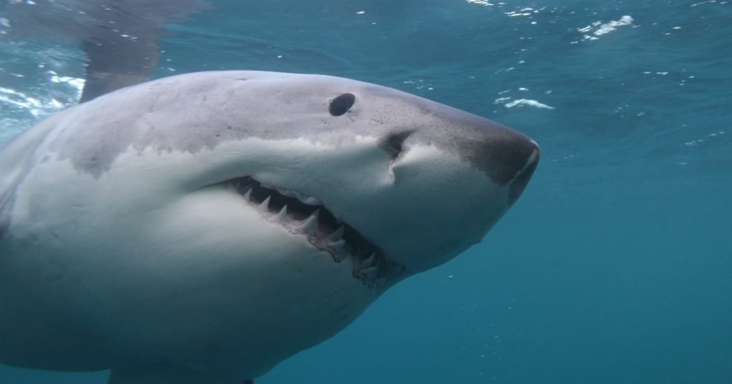 sub-decapitato-da-uno-squalo-bianco-lungo-quasi-sei-metri,-il-pescatore-che-ha-assistito-all'attacco:-“gli-ha-strappato-la-testa”-–-il-fatto-quotidiano