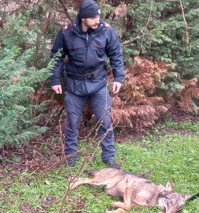 lupo-investito-soccorso-dai-carabinieri-di-montefiascone-•-terzo-binario-news