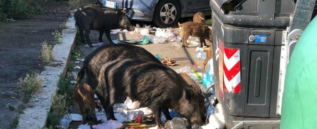 cinghiali-a-roma,-“rifiuti?-no,-la-causa-e-un'altra”