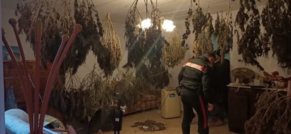 coltivazione-e-spaccio-ad-ardea,-i-carabinieri-arrestano-un-51enne