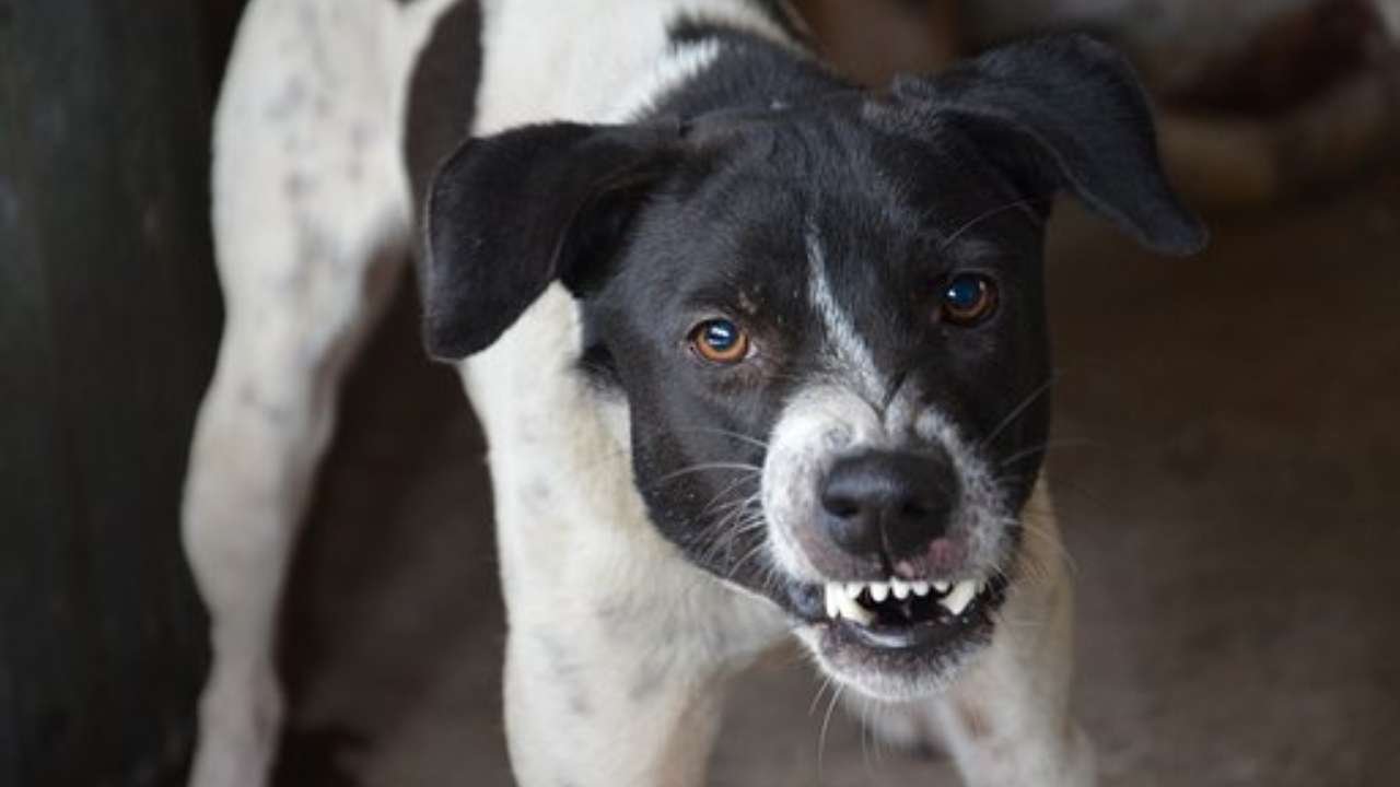 bambina-di-4-anni-morta-dopo-essere-stata-attaccata-da-un-cane