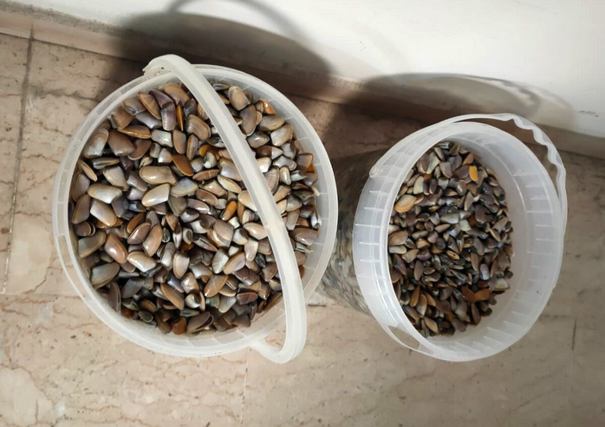 vendita-illegale-di-telline-al-mercato-settimanale,-scatta-il-sequestro-della-polizia-locale