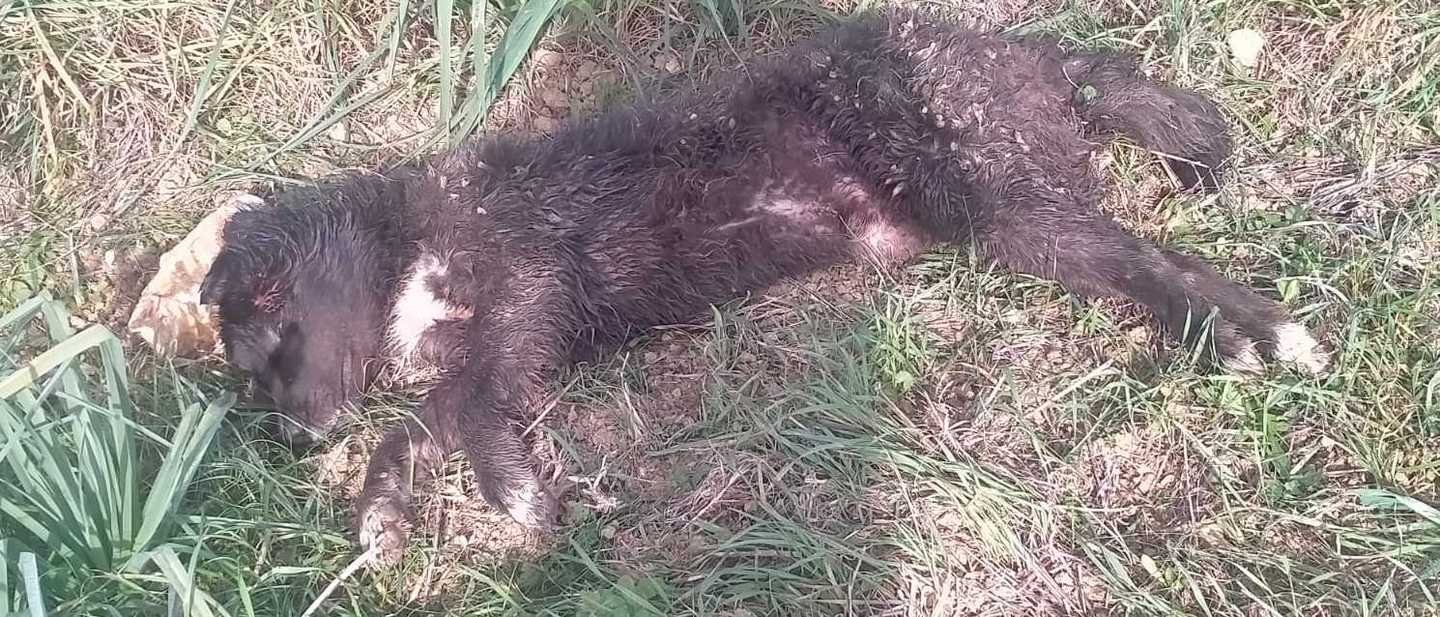 chi-ha-saparato-al-cane-lo-ha-buttato-via-per-evitare-guai