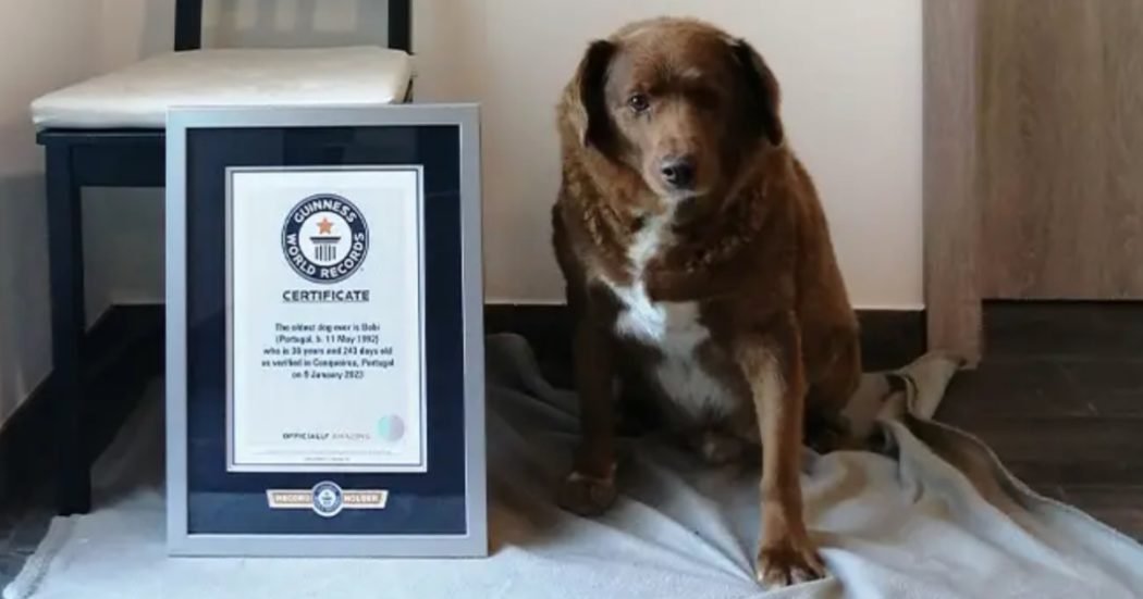 a-30-anni-bobi-e-il-cane-piu-vecchio-al-mondo:-“volevano-seppellirlo-in-una-buca-appena-nato”.-ecco-il-segreto-della-sua-longevita-–-il-fatto-quotidiano