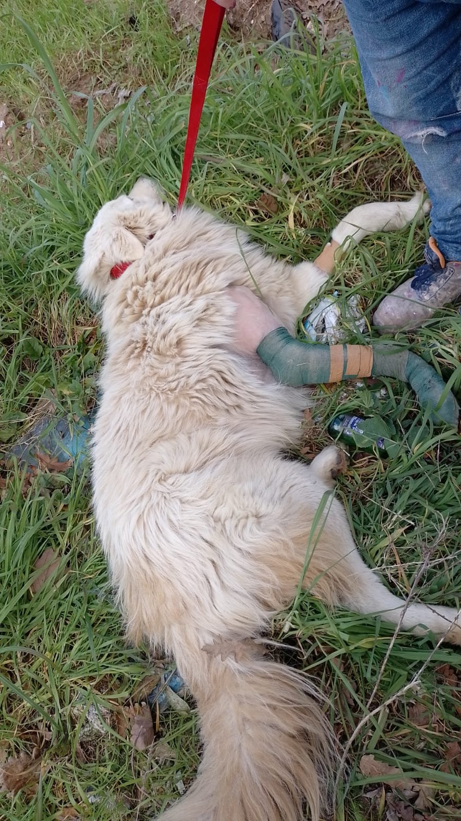 abbandona-il-cane-ferito-ad-anzio,-multa-e-denuncia-per-un-50enne
