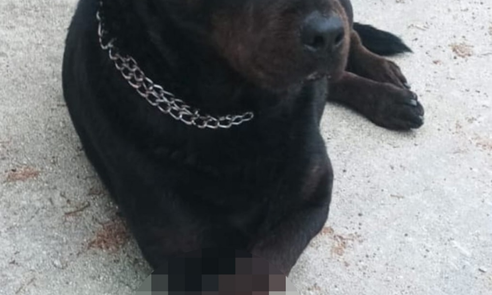 roma,-torna-in-cina-e-lascia-il-cane-in-condizioni-“disumane”:-“si-e-amputata-da-sola-la-zampa-per-il-dolore”-(foto)