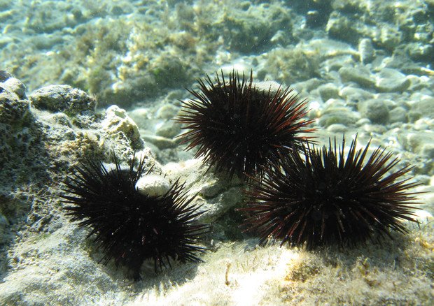 razzia-di-ricci-di-mare-sul-litorale-laziale,-la-finanza-multa-7-pescatori