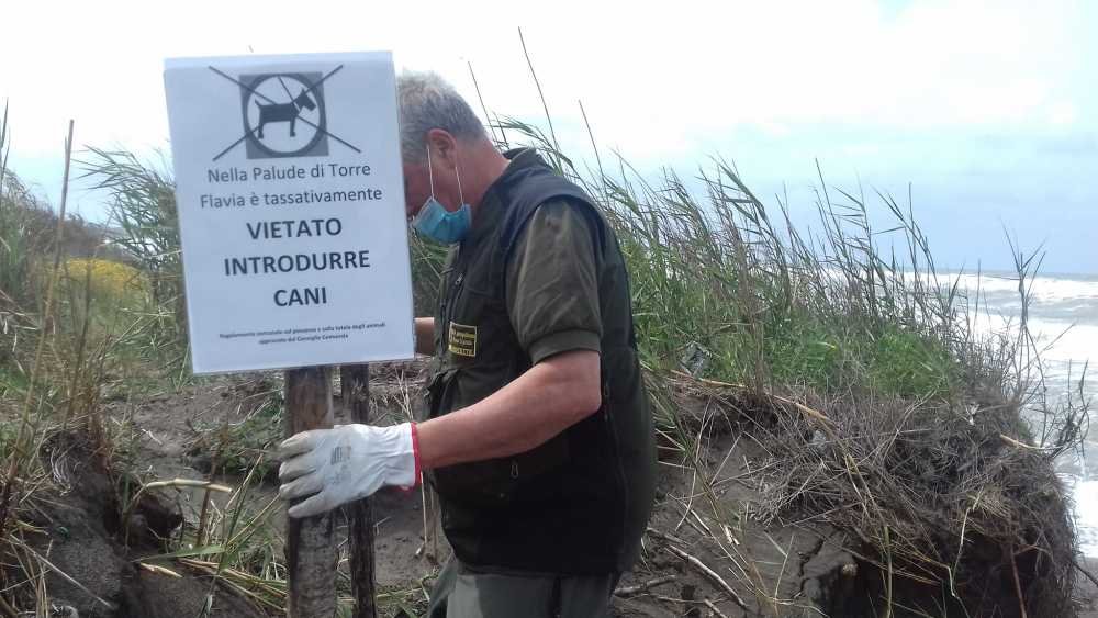 dal-primo-marzo-niente-cani-alla-palude-di-torre-flavia:-l'ordinanza-per-proteggere-il-fratino-•-terzo-binario-news