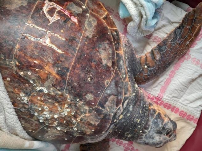 lettere-incise-sul-carapace:-salvata-una-tartaruga-crudelmente-ferita-–-tiburno-tv