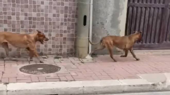 paura-a-focene:-2-pitbull-sbranano-un-cagnolino