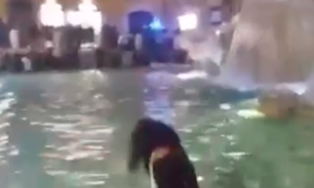 roma,-sfida-il-freddo.e-la-legge:-si-tuffa-nella-fontana-di-trevi-e-nuota-davanti-al-suo-pubblico-(video)