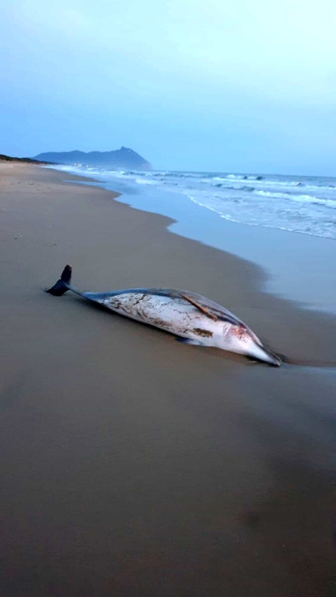 delfino-morto-ritrovato-sulla-spiaggia-di-sabaudia