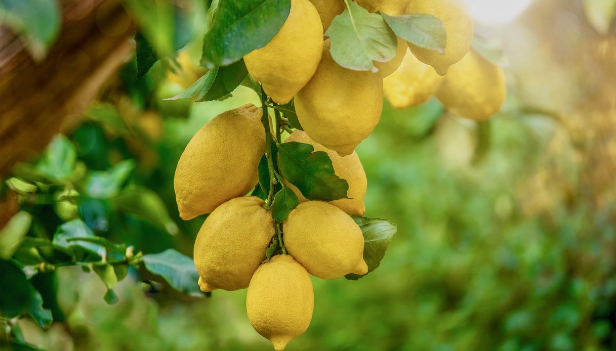 potatura-del-limone,-come-e-quando-farla:-la-guida