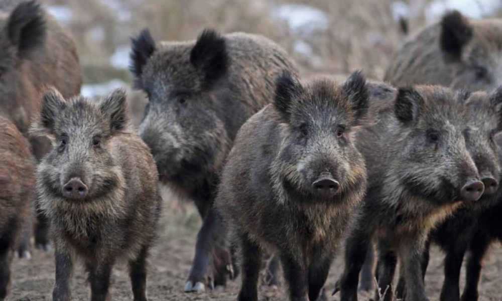 cinghiali-a-roma,-per-l’abbattimento-c’e-l’ok-del-tar:-respinto-il-ricorso-degli-animalisti