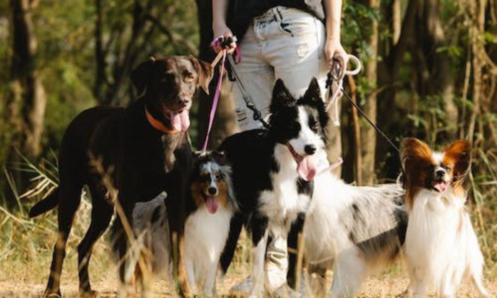 giardini-per-cani-a-roma,-investimento-da-3-milioni:-ecco-dove