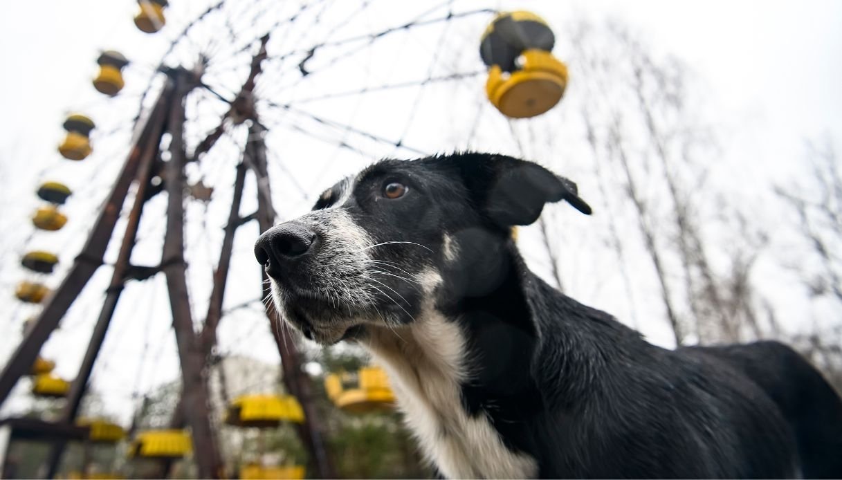 chernobyl,-37-anni-dopo:-i-cani-sono-geneticamente-mutati