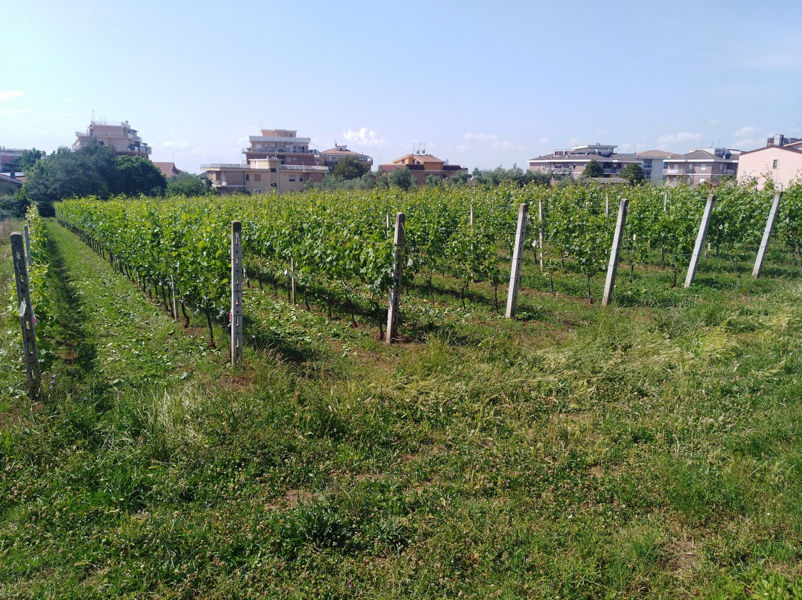 sono-10-vitigni-resistenti-i-neo-iscritti-al-registro-regionale-food&wine-–-tiburno.tv